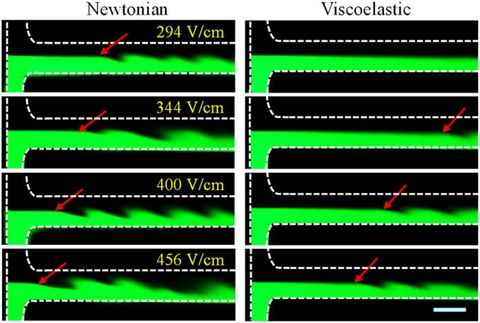 Graphical abstract: Electrokinetic instabilities in Boger fluid flows with conductivity gradients